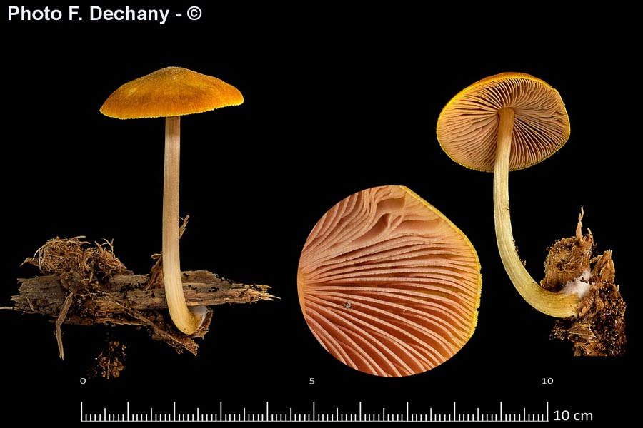 Pluteus leoninus