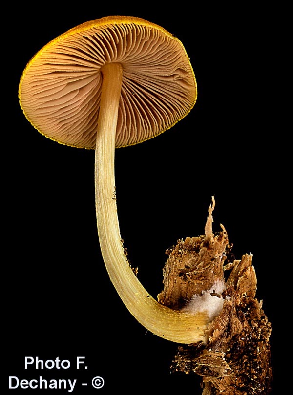 Pluteus leoninus