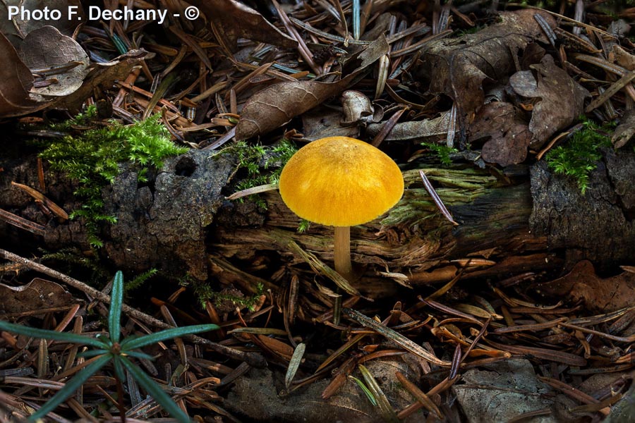 Pluteus leoninus