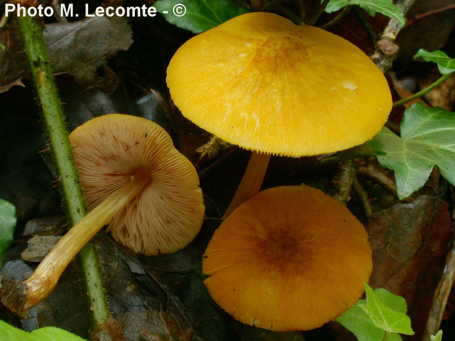 Pluteus leoninus