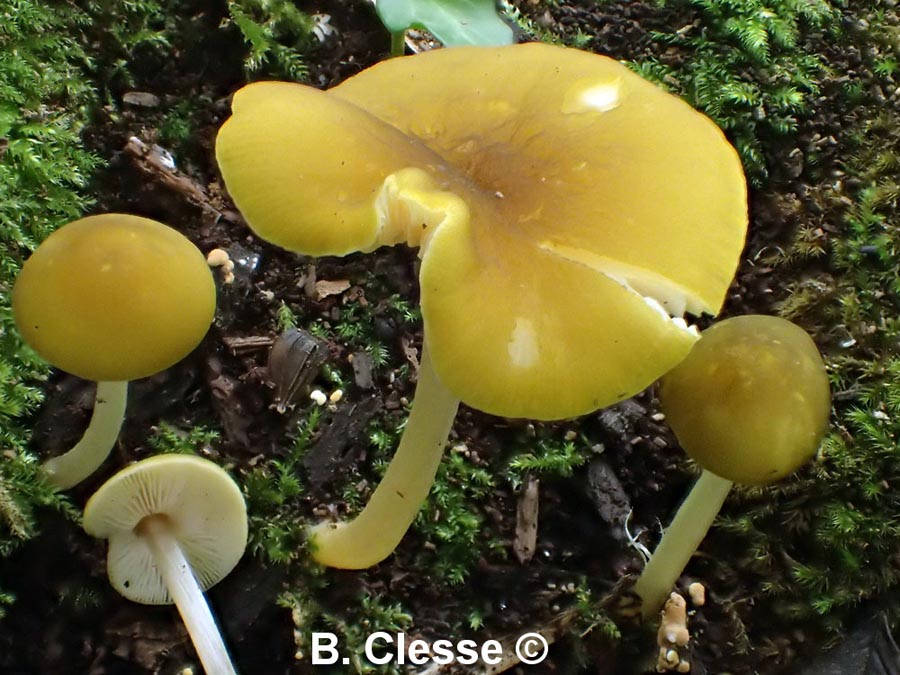 Pluteus luteovirens