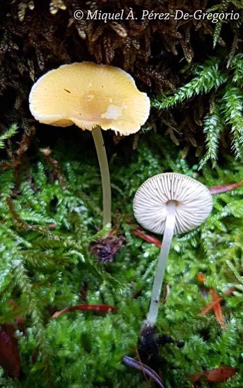 Pluteus luteovirens