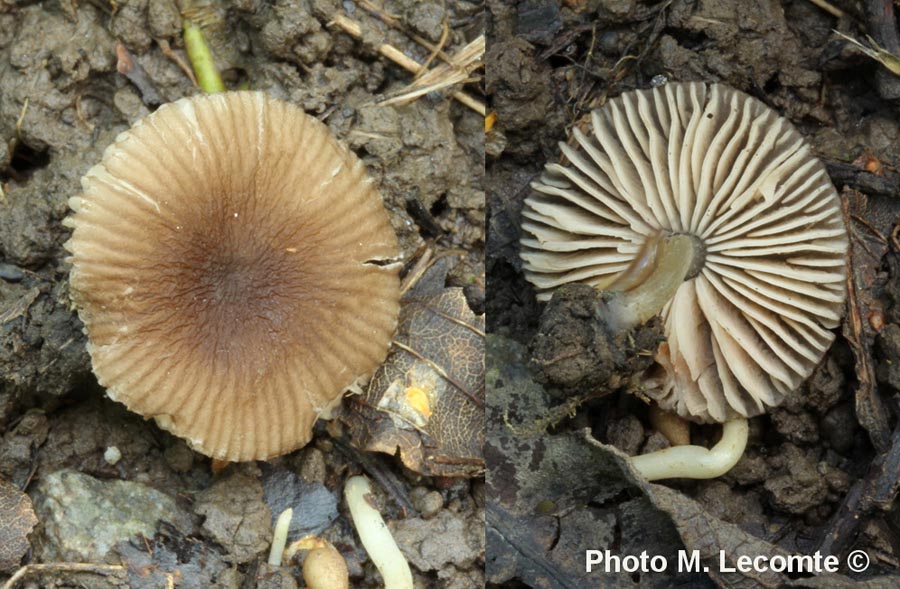 Pluteus minutissimus