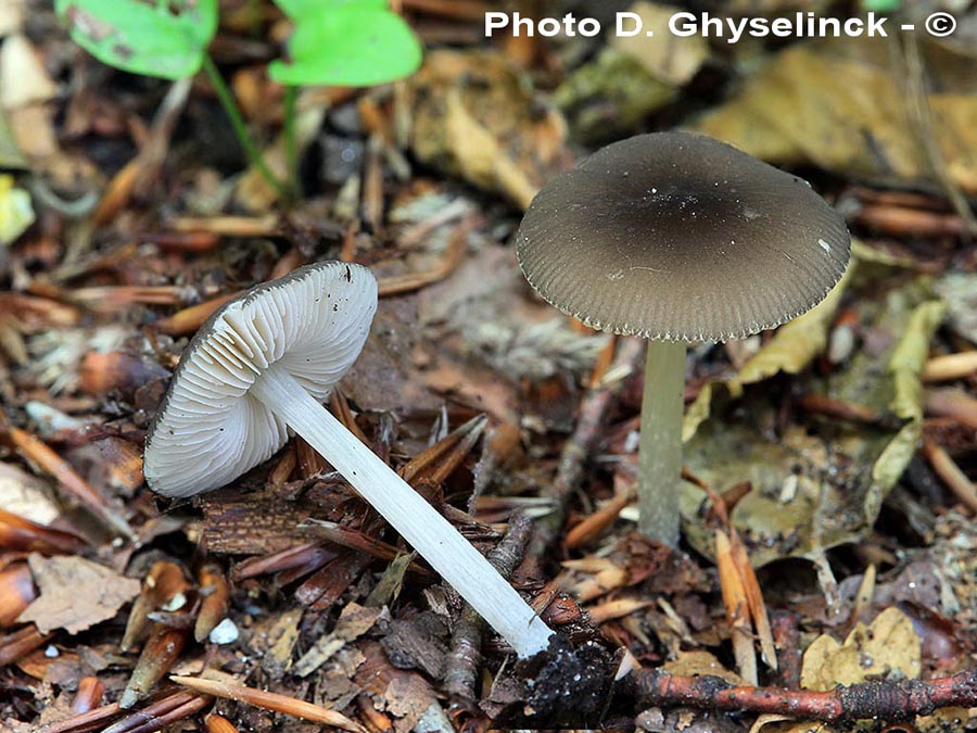 Pluteus nanus