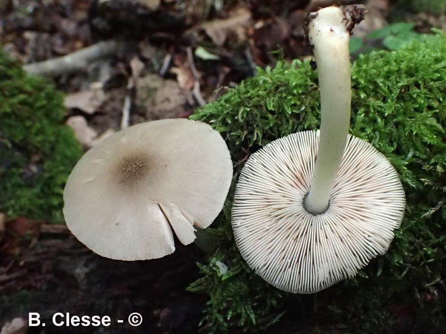 Pluteus pellitus