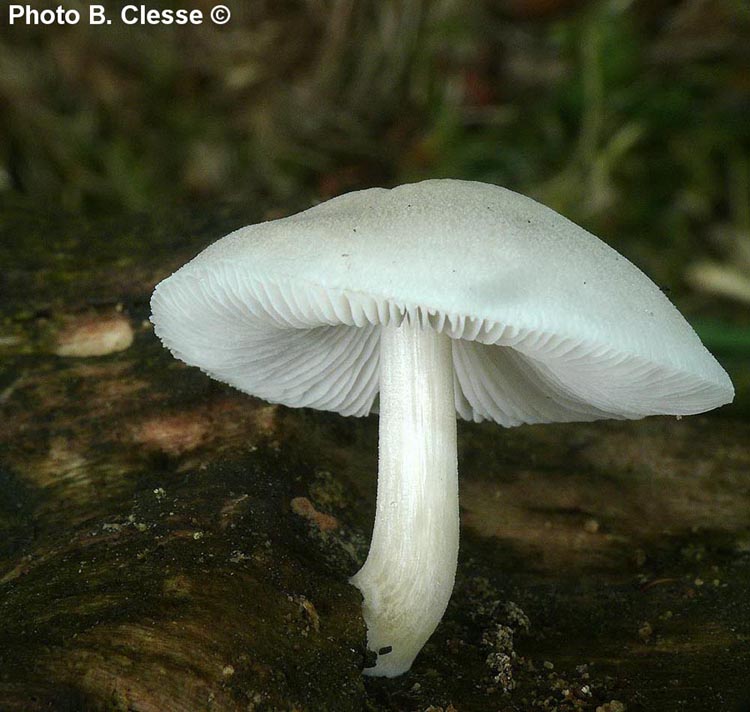 Pluteus pellitus (B. Clesse)