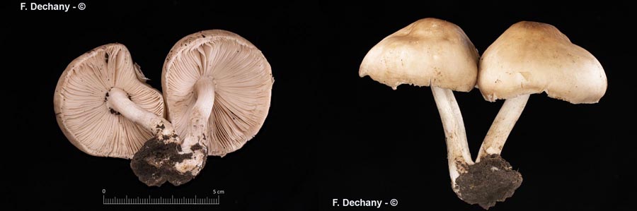 Pluteus pellitus