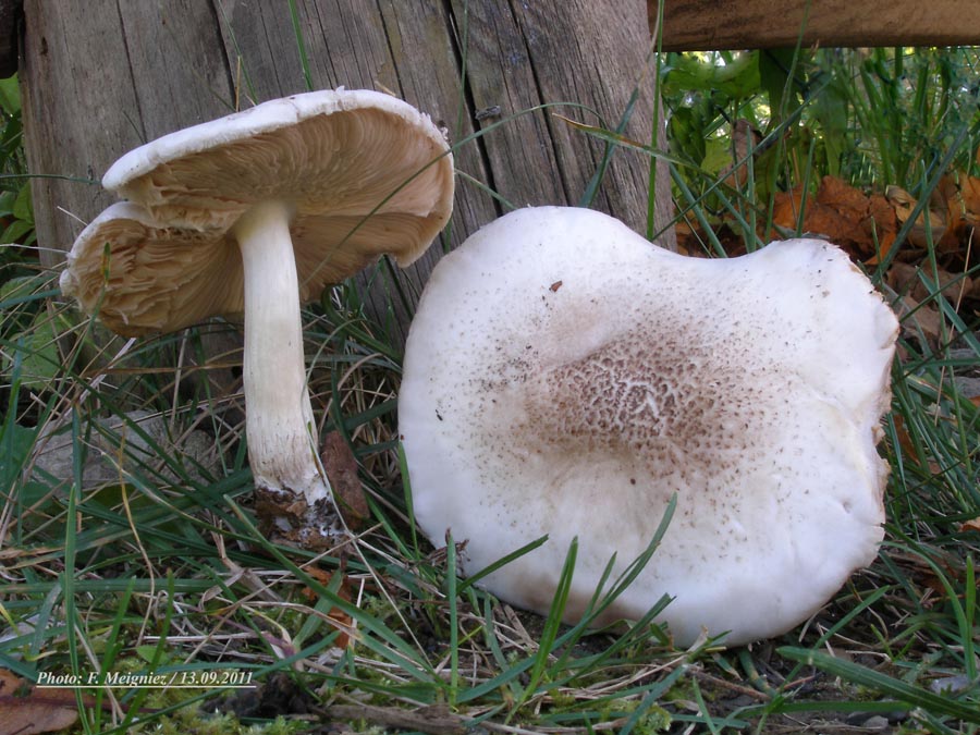 Pluteus petasatus