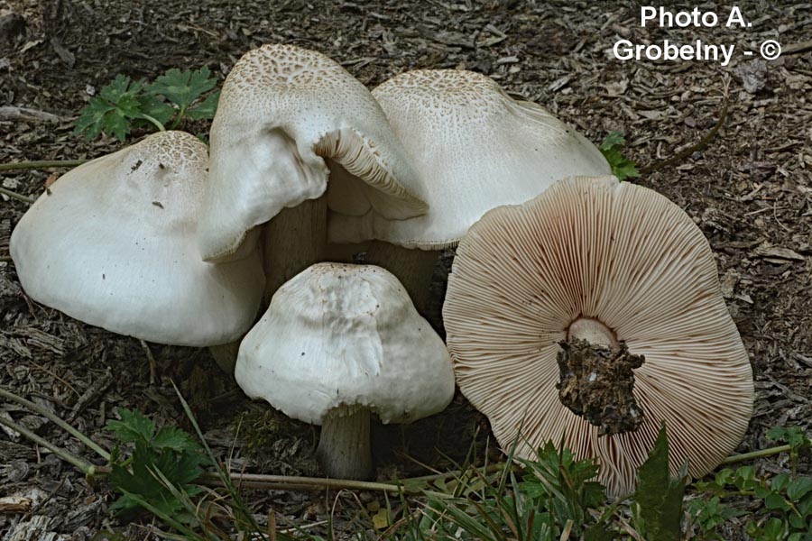 Pluteus petasatus