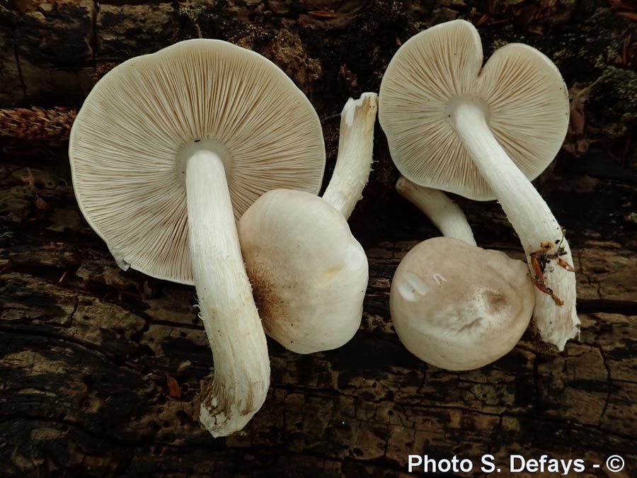 Pluteus petasatus