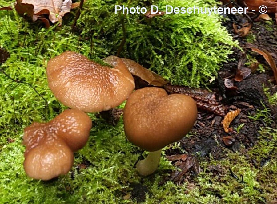 Pluteus phlebophorus var. marginatus