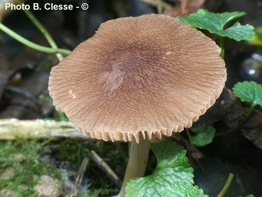 Pluteus phlebophorus (= Pluteus chrysophaeus)