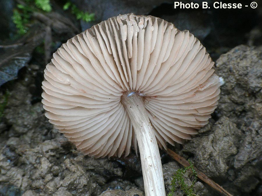 Pluteus phlebophorus (= Pluteus chrysophaeus)