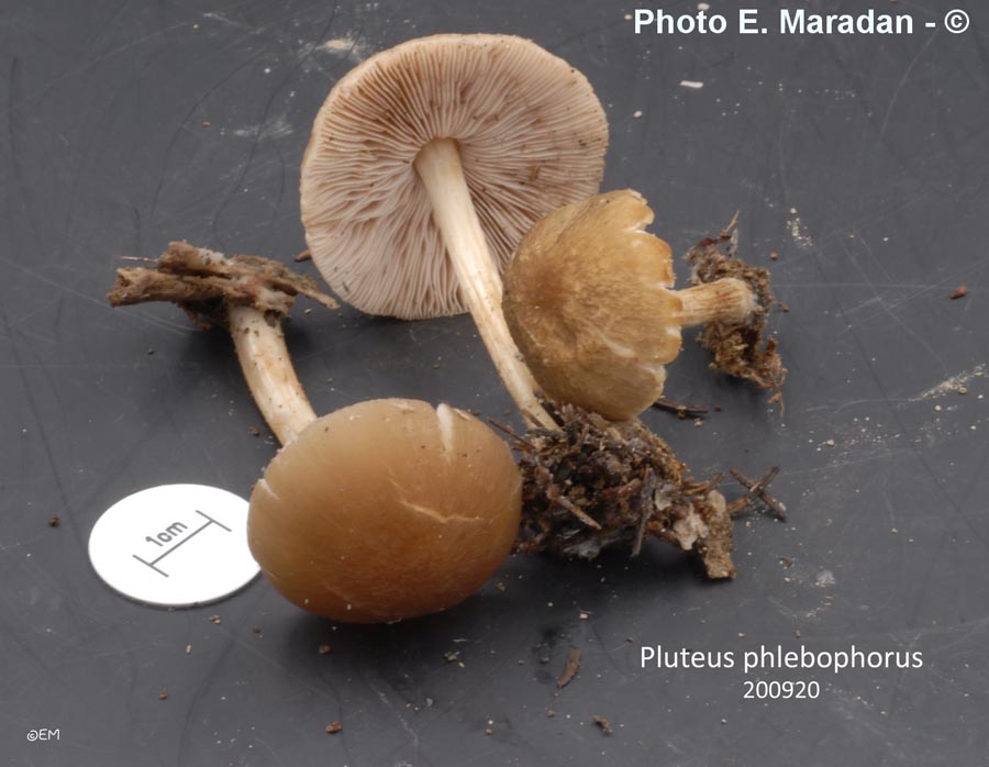 Pluteus phlebophorus (Pluteus chrysophaeus)