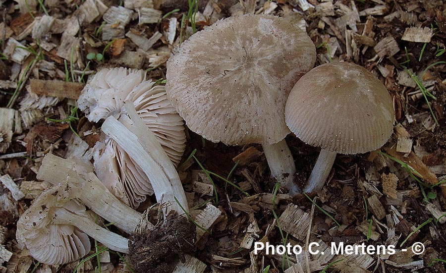 Pluteus plautus