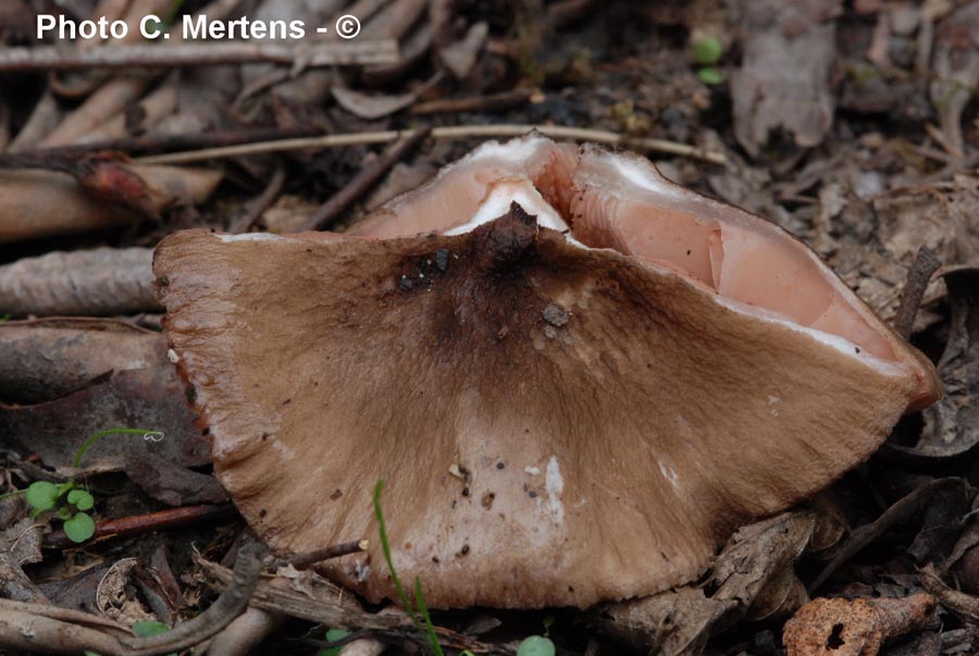 Pluteus poliocnemis