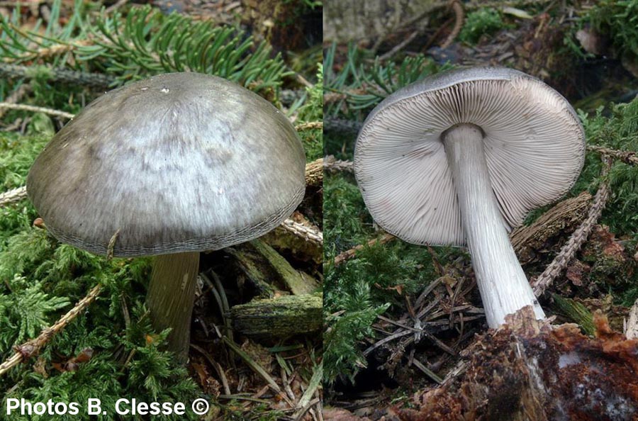 Pluteus pouzarianus