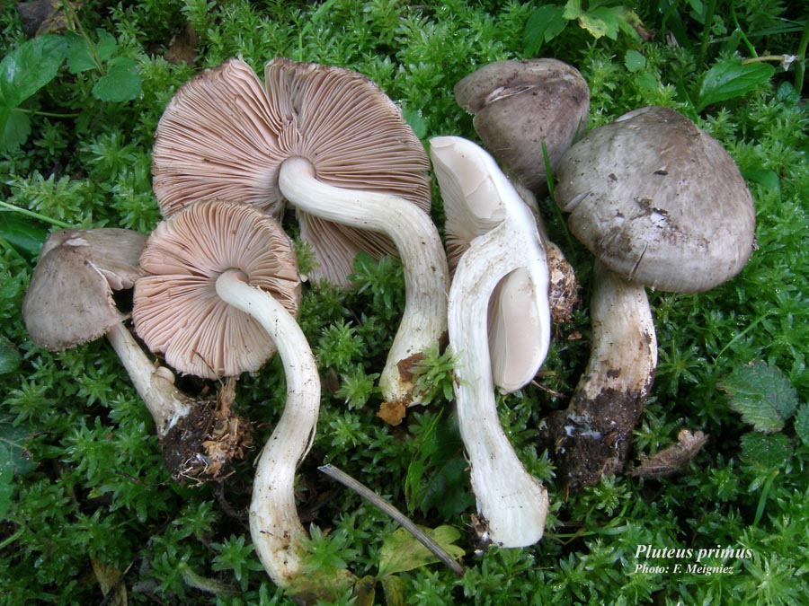 Pluteus primus