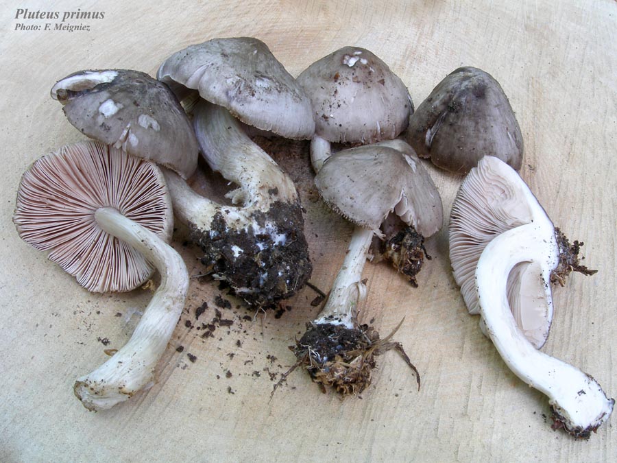 Pluteus primus