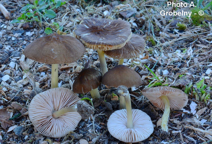 Pluteus romellii