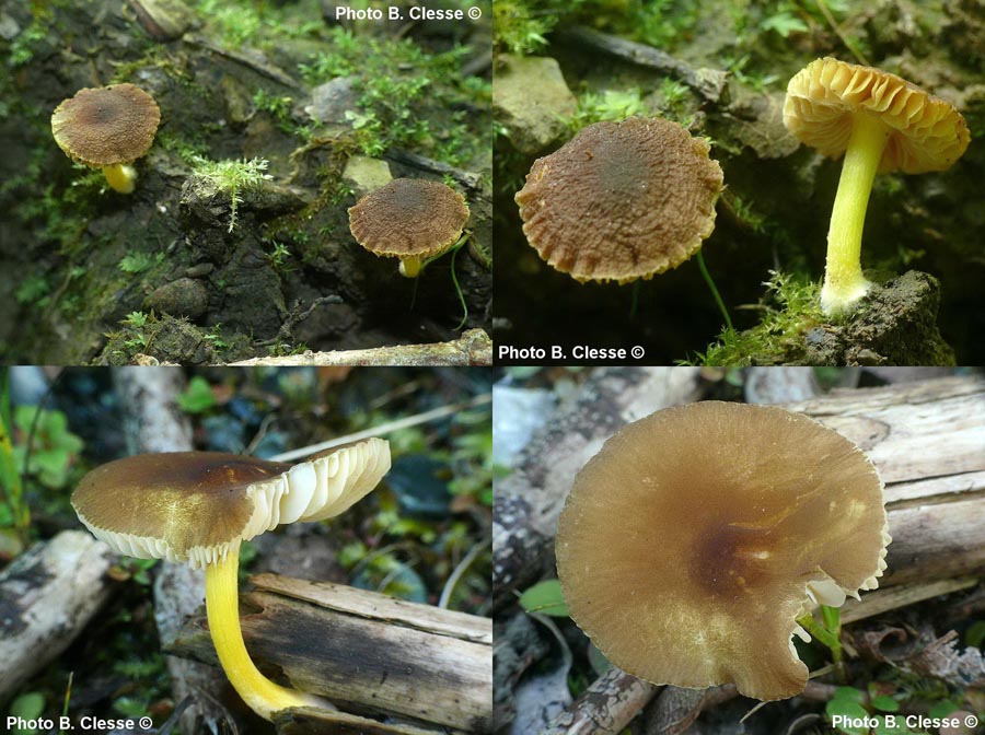 Pluteus romellii