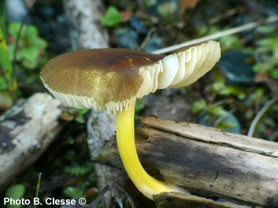 Pluteus romellii