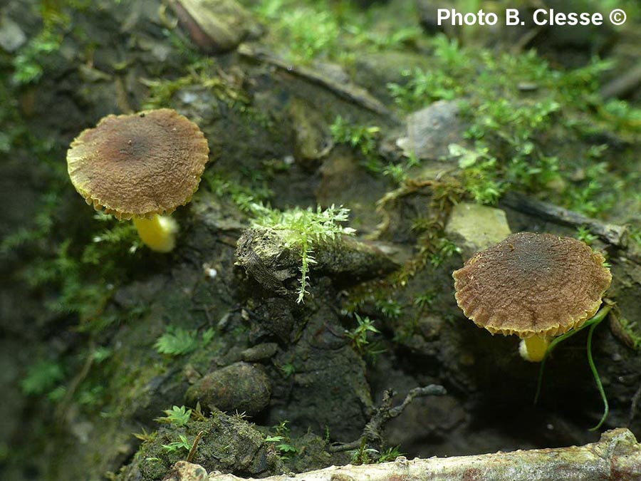 Pluteus romellii