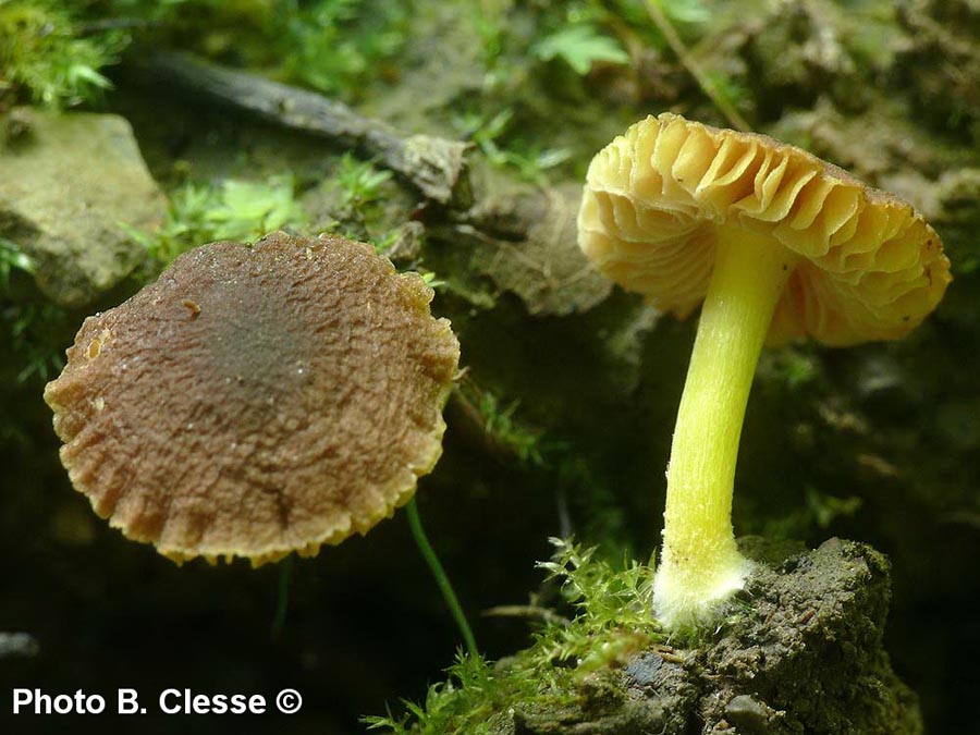 Pluteus romellii