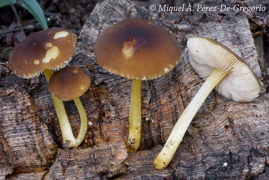 Pluteus romellii