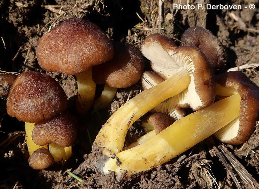 Pluteus romellii