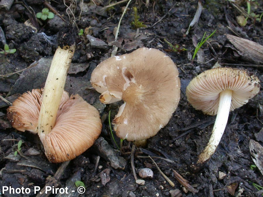 Pluteus romellii