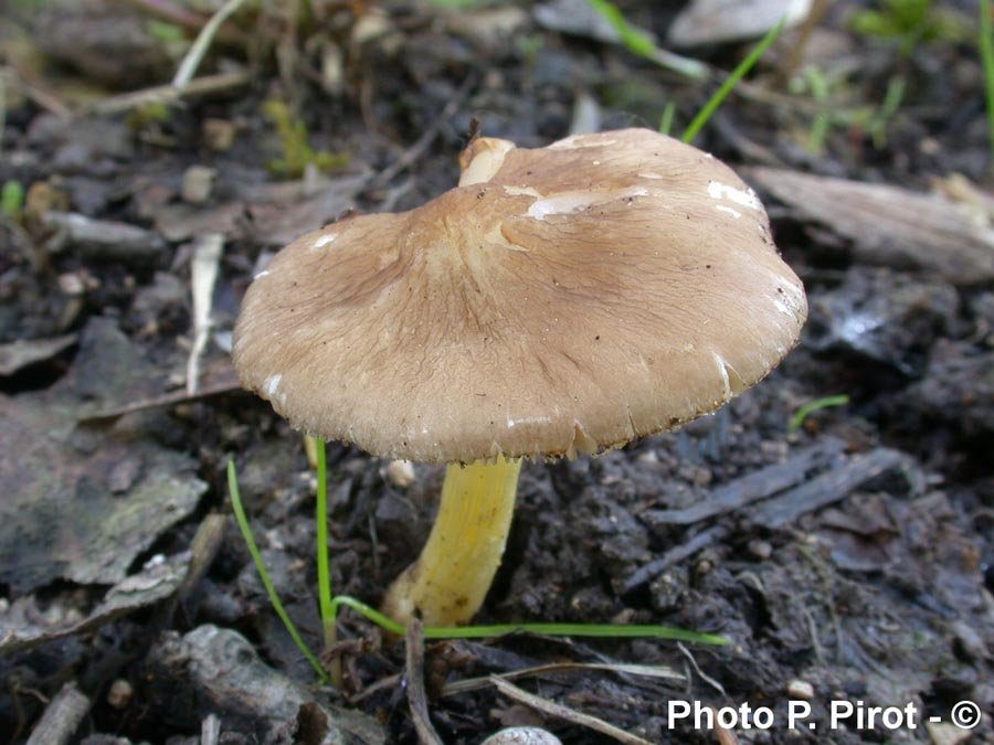 Pluteus romellii