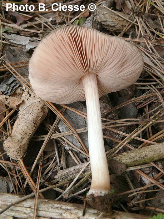 Pluteus roseipes