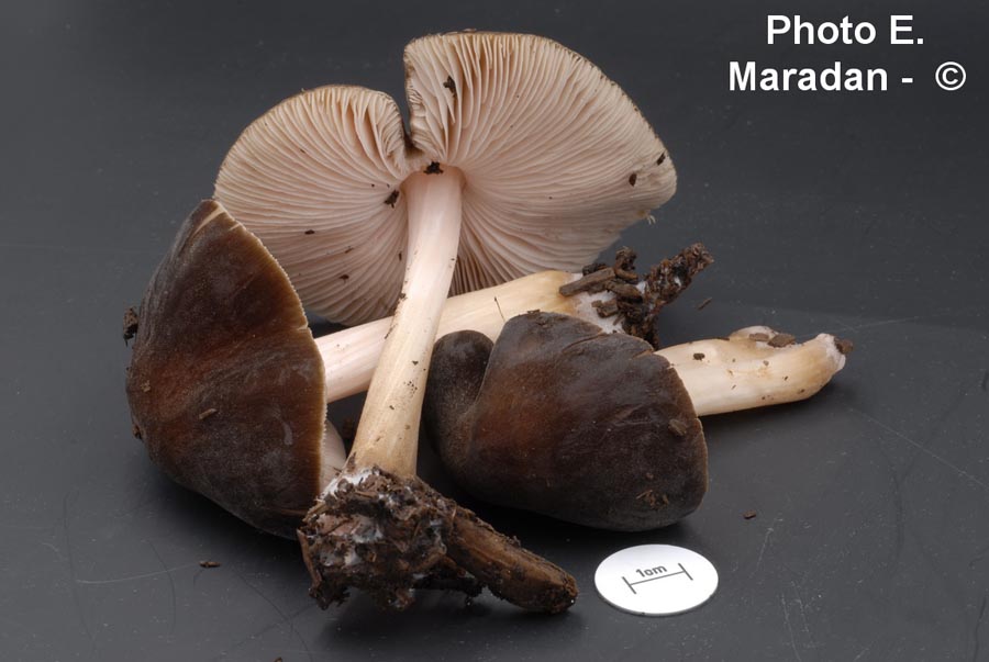 Pluteus roseipes