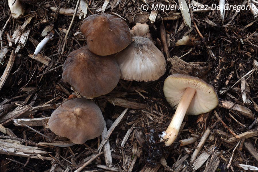 Pluteus roseipes