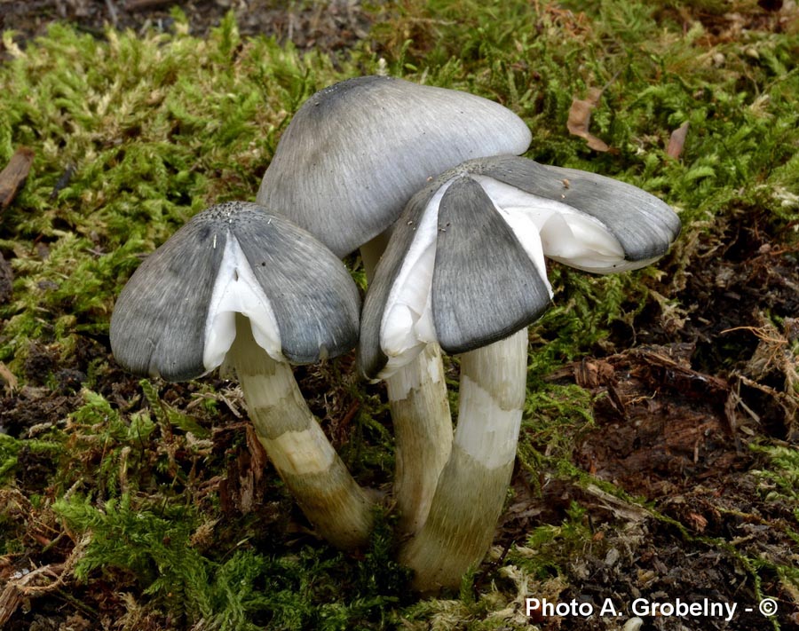 Pluteus salicinus