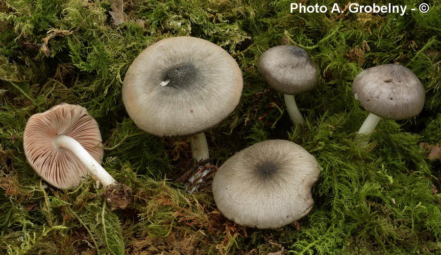 Pluteus salicinus