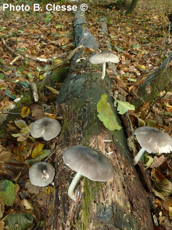 Pluteus salicinus