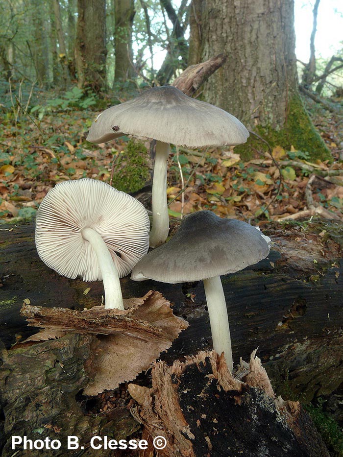 Pluteus salicinus