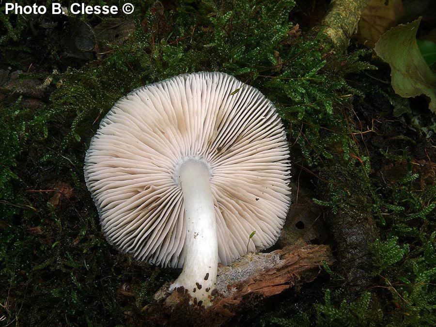 Pluteus salicinus