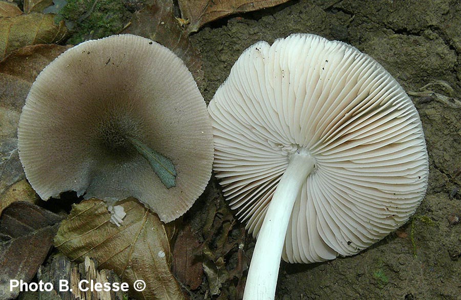 Pluteus salicinus