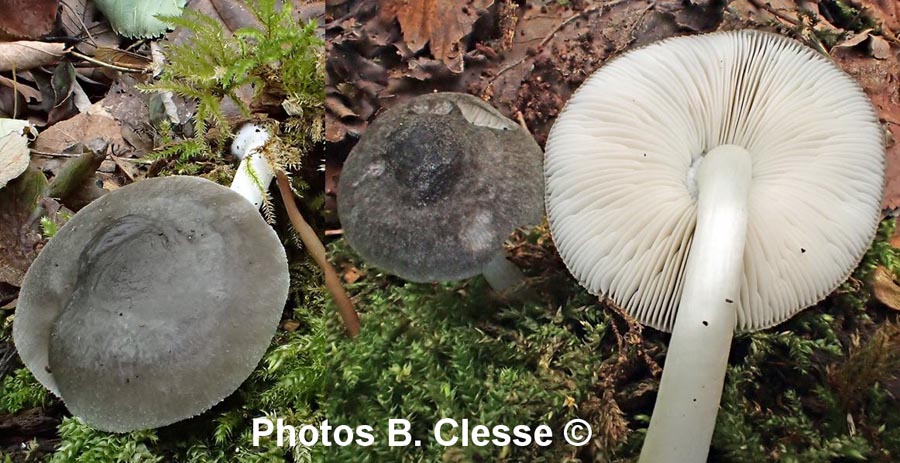 Pluteus salicinus