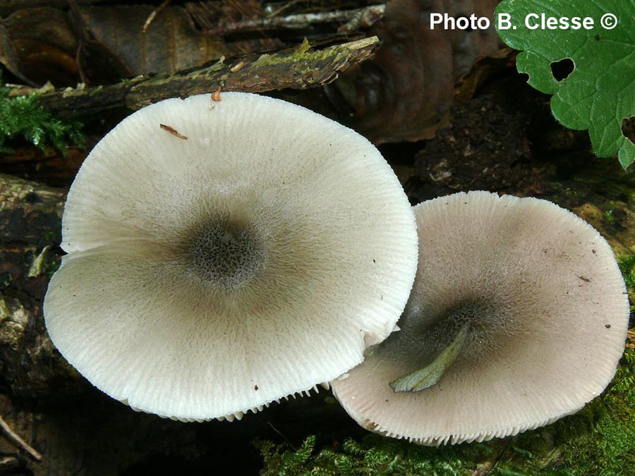 Pluteus salicinus