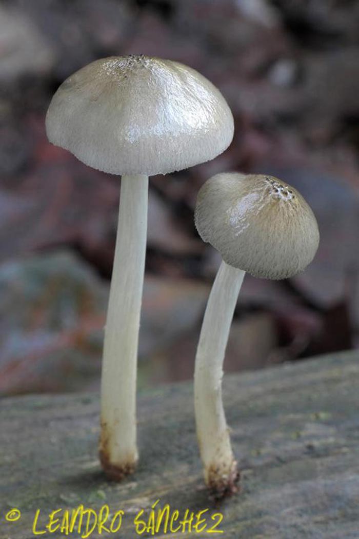 Pluteus salicinus