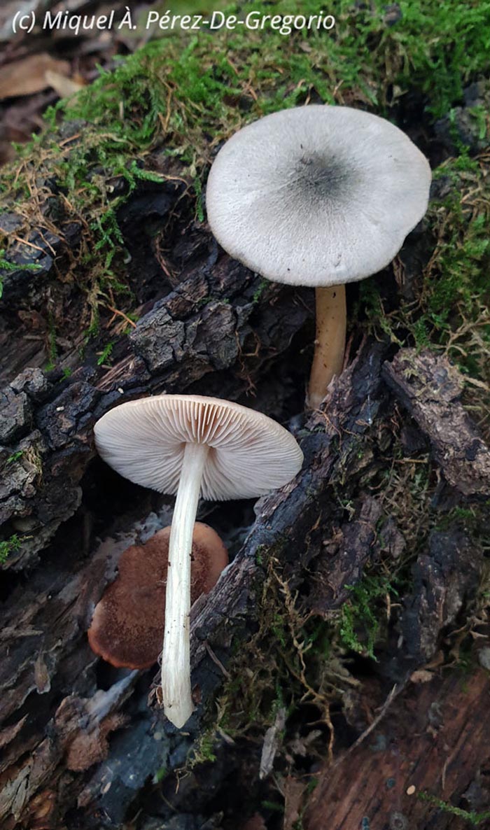 Pluteus salicinus