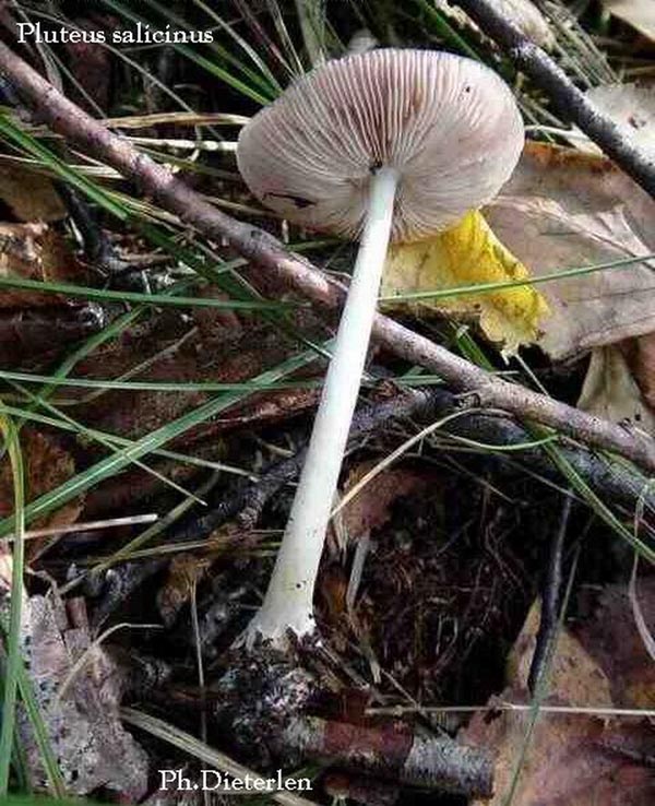 Pluteus salicinus