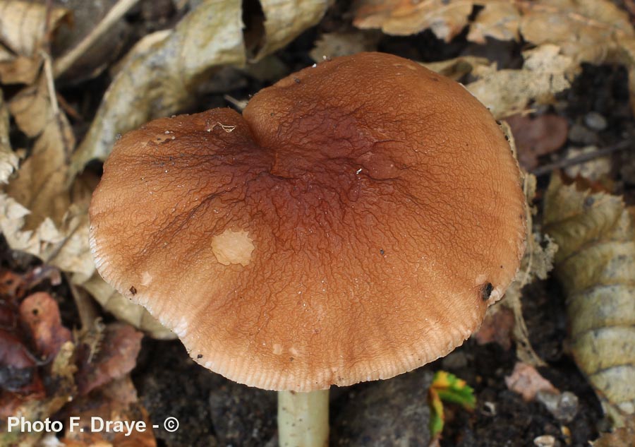 Pluteus thomsonii