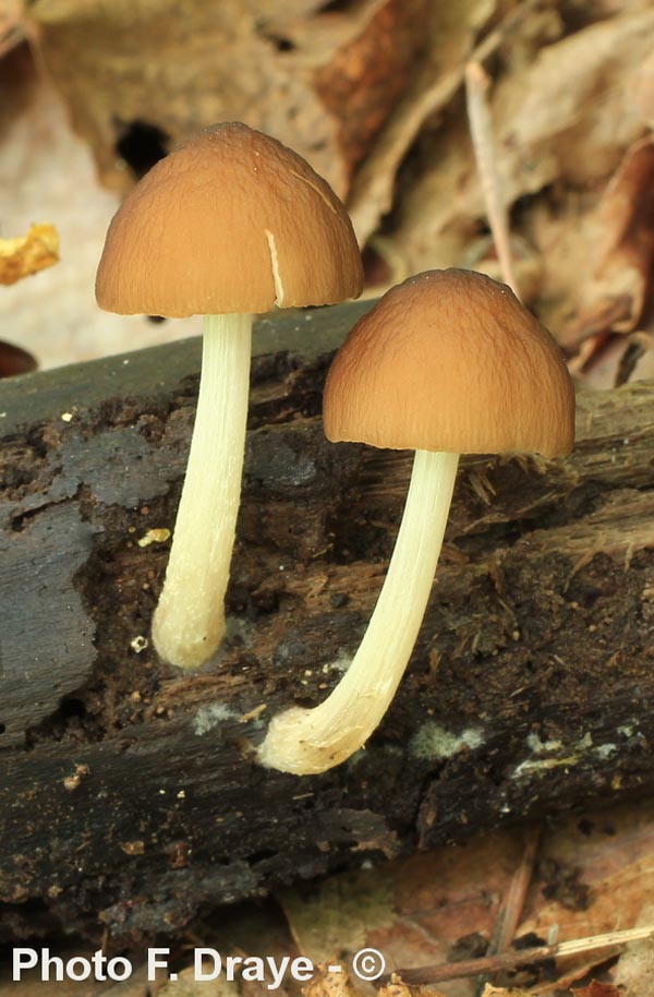 Pluteus thomsonii