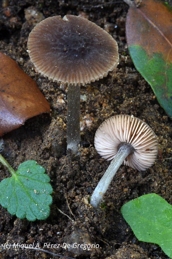 Pluteus thomsonii