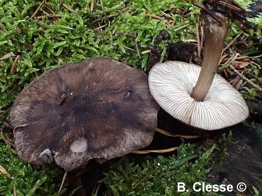 Pluteus tricuspidatus